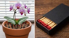Wozu steckt man Streichhölzer in Pflanzentöpfe – und hilft das wirklich irgendwie?