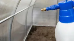 Der beste Weg, das Gewächshaus im Frühling zu desinfizieren: 2 einfache Alternativen zu teuren kommerziellen Mitteln