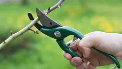 Diese 5 Pflanzen sollten Sie im Maerz schneiden fuer mehr Blueten und Ertrag