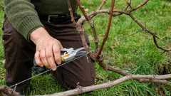 Was Sie im Frühling mit der Weinrebe tun sollten, um im Sommer eine gute Ernte zu erzielen: praktische Tipps