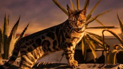 Sie haaren nicht, riechen nicht und werden selten krank: 3 Katzenrassen für alle, die Wert auf Sauberkeit legen