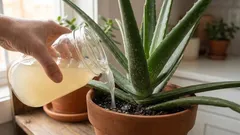 Ist Kartoffelkochwasser gut für Aloe vera?