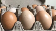 Eier richtig lagern, damit sie mehrere Wochen frisch bleiben: Tipps von Küchenchefs