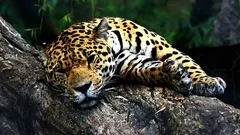 Viele wissen es noch immer nicht: Worin unterscheidet sich der Jaguar vom Leoparden?