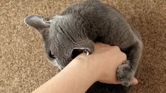 Weshalb lassen sich manche Katzen gern streicheln, während andere das meiden?