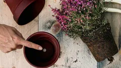 Warum das Loch im Blumentopf für deine Zimmerpflanze wichtiger ist, als viele denken