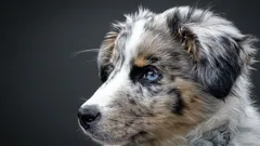 Welche Hunderasse lässt sich am leichtesten erziehen und eignet sich für Familien?