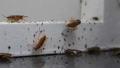 Man weiß nie, wann sie auftauchen können, daher ist es wichtig, im Voraus zu wissen, wie man sie bekämpfen kann.